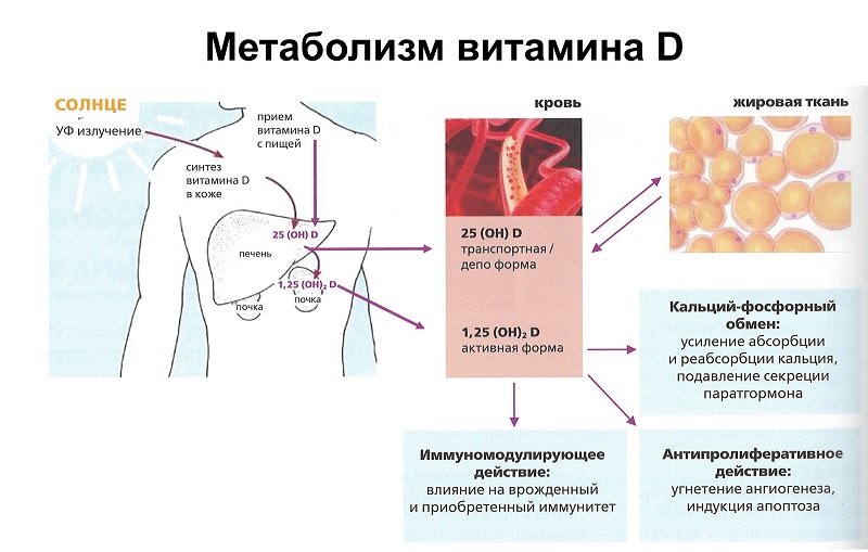 Вітамін Д в Мей